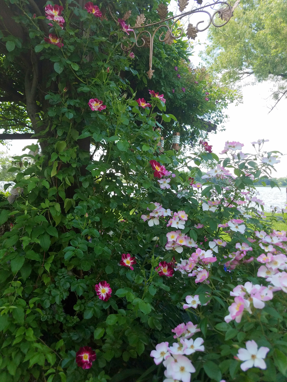 Purple Splash Climbing Rose with shade-tolerant shrub Rose